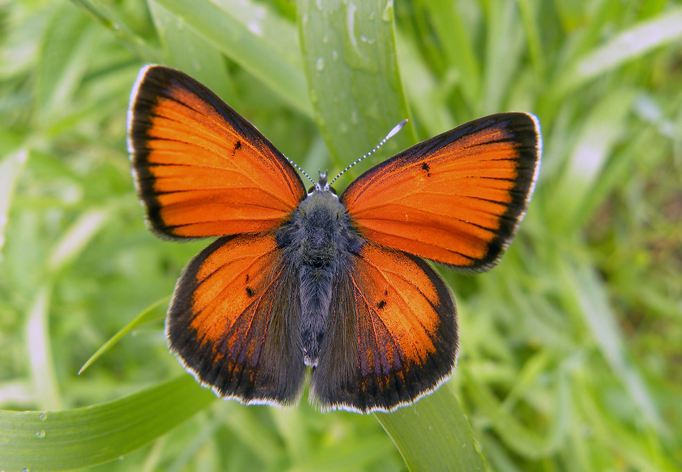 Beobachtung von Schmetterlingen.Eine Tour im Juni